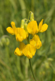 Lathyrus pratensis. Close-up.
