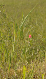 Lathyrus nissolia.