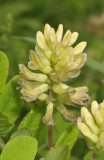 Astragalus glycyphyllos.Close-up.