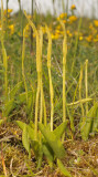 Ophioglossum vulgatum.