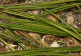 Isoetes lacustris. Detached leaves flushed ashore.