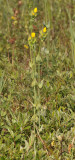 Blackstonia perfoliata subsp. perfoliata.