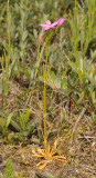 Centaurium littorale.