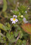 Euphrasia tetraquetra. Close-up.