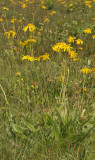 Arnica montana.