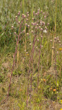Erigeron acer.