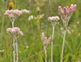 Antennaria dioica. Male and female flowers.