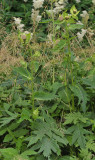 Cirsium oleraceum.