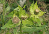 Cirsium oleraceum. Close-up.