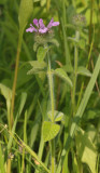 Clinopodium vulgare.