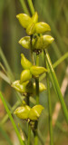 Rannoch Rush family (Scheuchzeriaceae)