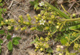 Thesium humifusum. Closer.