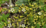 Thesium humifusum. Closer.