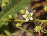 Thesium humifusum. Close-up.