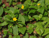 Lysimachia nemorum.