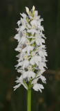 Dactylorhiza maculata fma. alba.