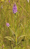 Dactylorhiza maculata.