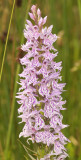 Dactylorhiza maculata. Contrasting clone.