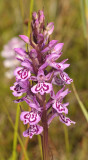 Dactylorhiza maculata. Dark.