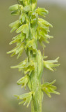 Herminium monorchis. Green. Closer.