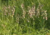 Epipactis palustris.