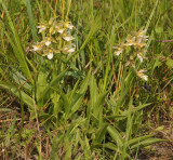 Epipactis palustris. Pale form.
