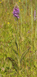 Dactylorhiza x batavica.