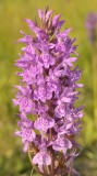 Dactylorhiza majalis subsp. praetermissa var. junialis. Close-up.