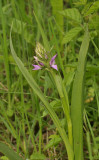 Dactlylorhiza majalis subsp. praetermissa. var. integrata.