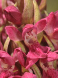 Dactylorhiza incarnata subsp. coccinea. Close-up.