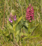 Dactylorhiza majalis subsp. pratermissa and Dact. incarnata subsp. coccinea.