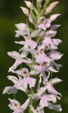 Dactylorhiza maculata subsp. fuchsii. pale. close-up.