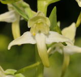 Planthanthera montana. Close-up.