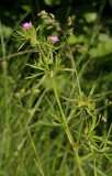 Geranium dissectum.
