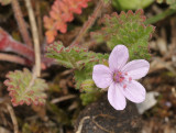 Erodium cicutarium. Close-up.