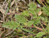 Erodium cicutarium. Foliage detail.