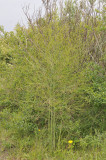 Asparagus officinalis.