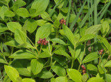 Cornus sueica. Young fruits.