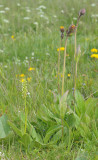 Pseudorchis albida with Arnica montana.