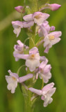 Gymnadenia odoratissima. Close-up.
