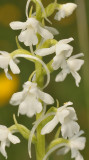 Gymnadenia conopsea fma. alba. Close-up.