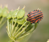Graphosoma italicum.
