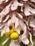 Colourblind spider 2.