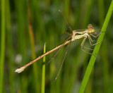 Lestes barbarus