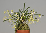 Neofinetia falcata 'Hisui'.