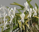 Neofinetia falcata 'Kinroukaku'. Close-up.