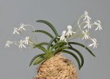 Neofinetia falcata Soubiryu.