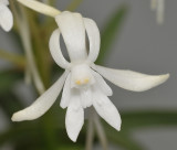 Neofinetia falcata Soubiryu. Close-up.