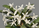 Neofinetia falcata 'Tamakongo'. Close-up.