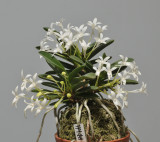 Neofinetia falcata Tamakongo. Year three.